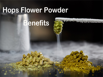 Hops Flower Powder Benefits,Hops Extract for Sleep